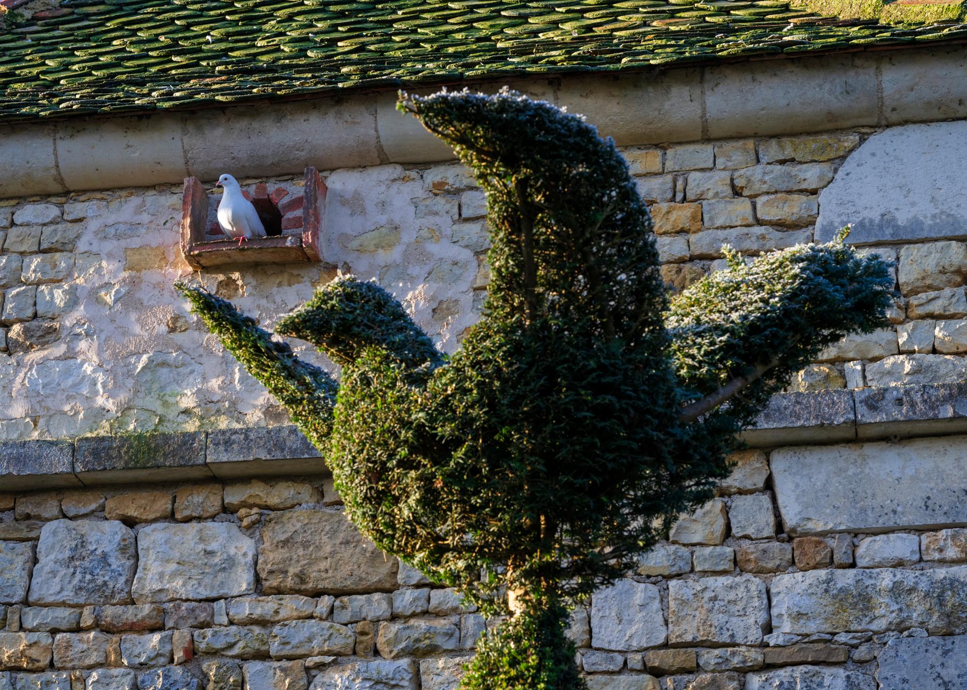 Jardins de William Christie - pigeonnier et topiaire