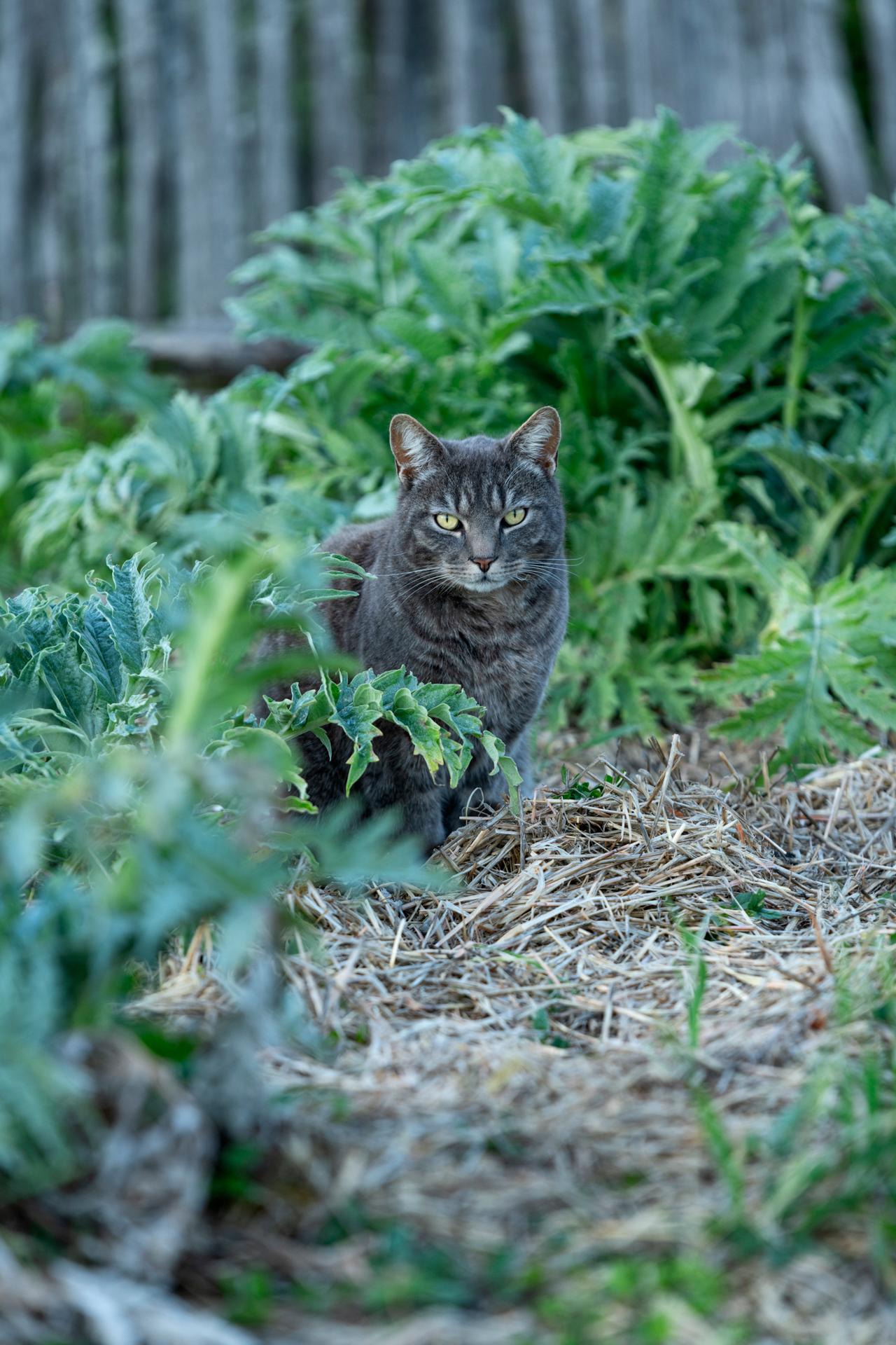 Jardins de William Christie