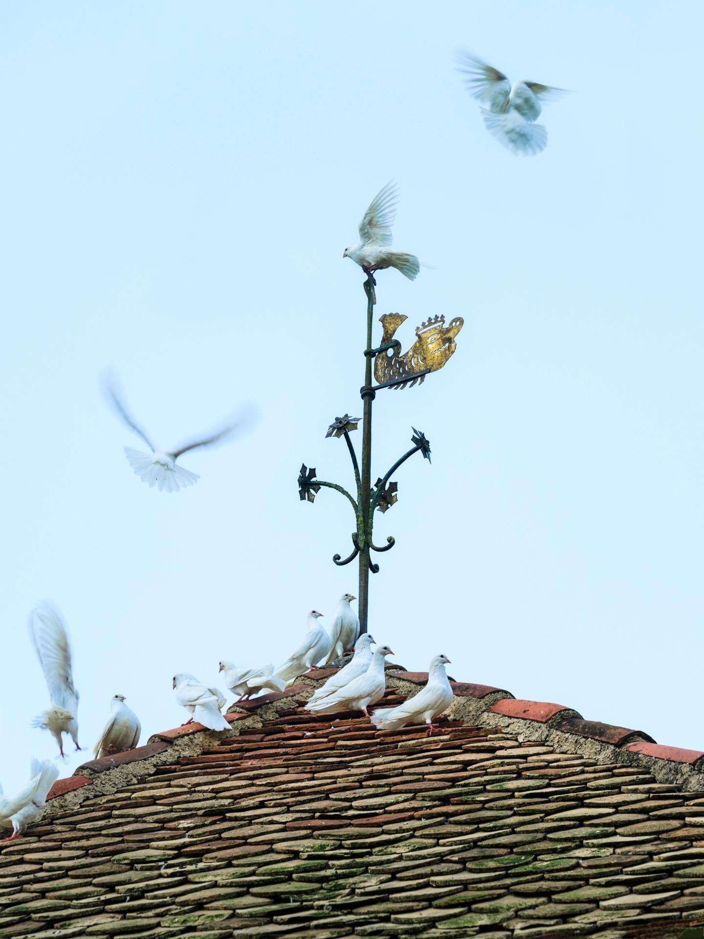Jardins de William Christie - pigeonnier et topiaire