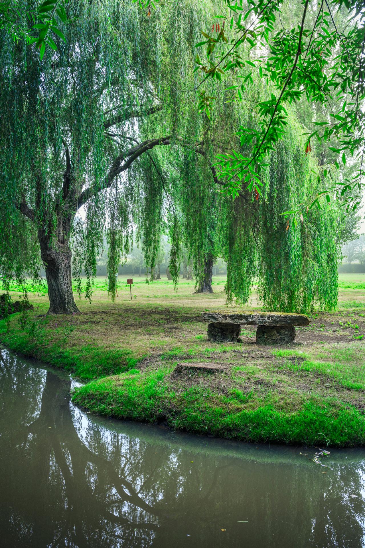 Jardins de William Christie - saules