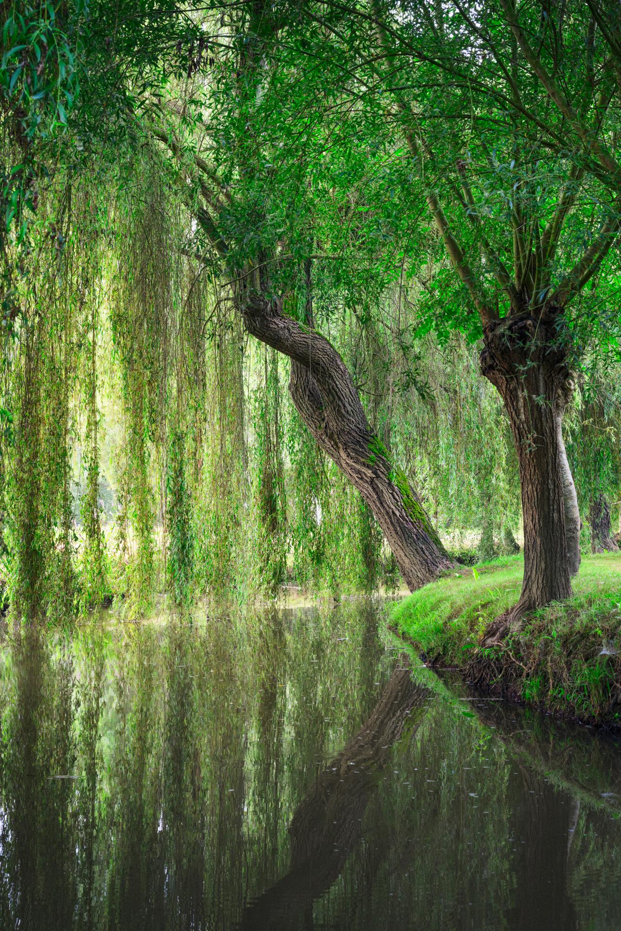 Jardins de William Christie - saules