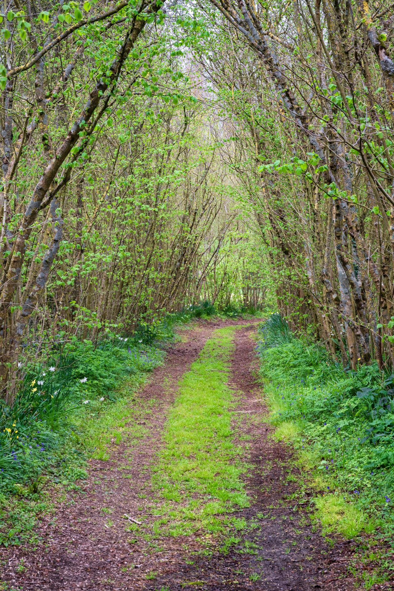 Jardins de William Christie - Allée des noisetiers