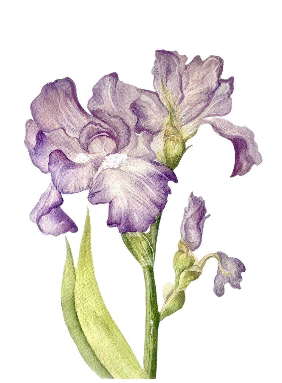 Olga Ahaponova - aquarelle