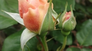 Jardins Christie roses @ Florian Hermouet_20200420_135940