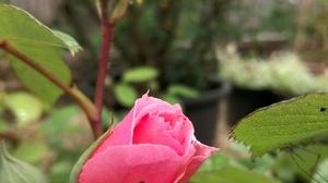 Jardins Christie roses @ Florian Hermouet_20200421_155930