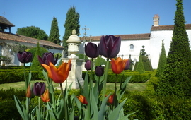 Tulipes Jardins Thire Avril 2020